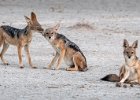 Richard Hall_Black-backed Jackals.jpg : Etosha, Game Drive, Jackall, Mammals, Namibia